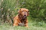 DOGUE DE BORDEAUX 099